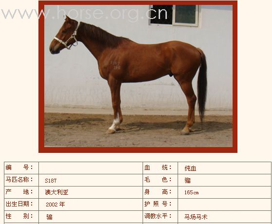 [公告]燕龙有10匹纯血马出售2008-04-14