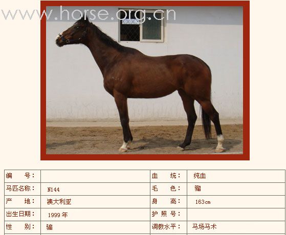[公告]燕龙有10匹纯血马出售2008-04-14