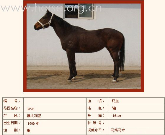 [公告]燕龙有10匹纯血马出售2008-04-14