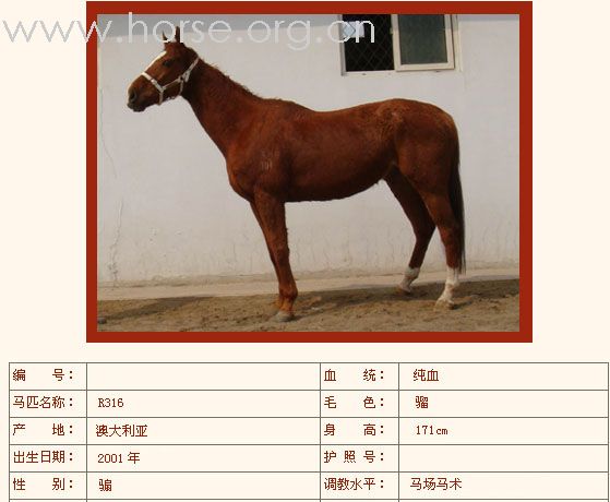 [公告]燕龙有10匹纯血马出售2008-04-14