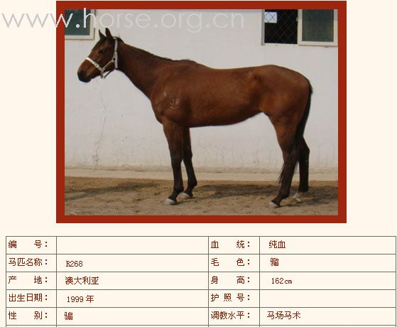 [公告]燕龙有10匹纯血马出售2008-04-14