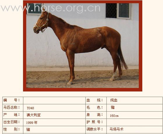 [公告]燕龙有10匹纯血马出售2008-04-14