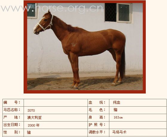 [公告]燕龙有10匹纯血马出售2008-04-14