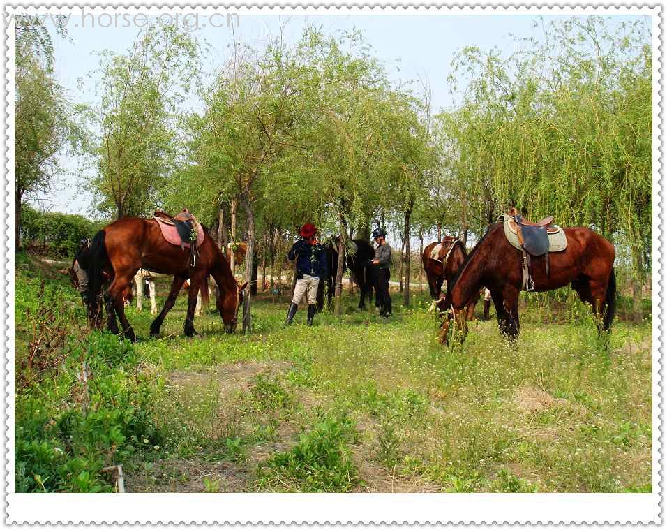 [贴图]４月２６日在青岛登程马术俱乐部的骑马生活实拍