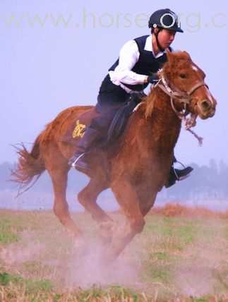 雄魂烈风---黄河大草原马术俱乐部活动剪影