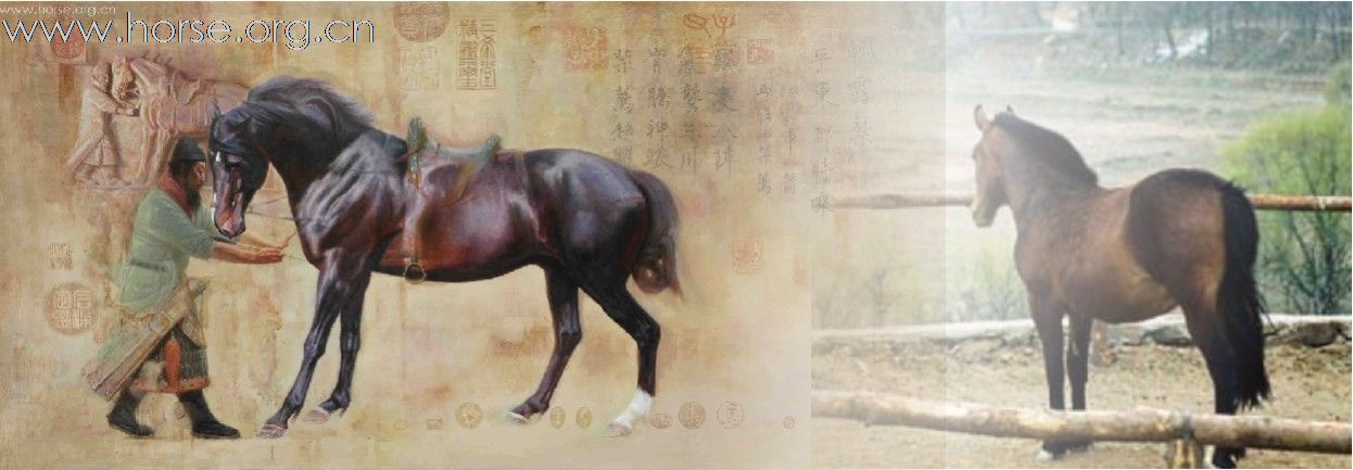 为飒露紫拔箭