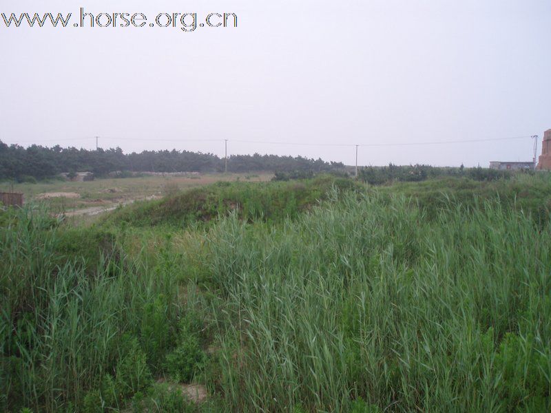 环境很好的空闲海滩场地合作招商,适合开办马场