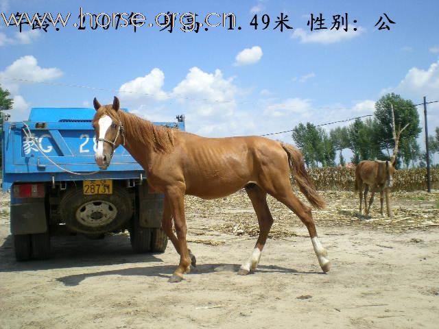 欲购10匹2-3龄蒙古马或三河马,价格如何?江西13766330066