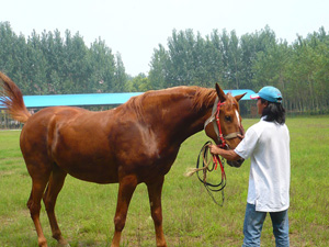 武汉和平马术俱乐部   部分马术用马展示