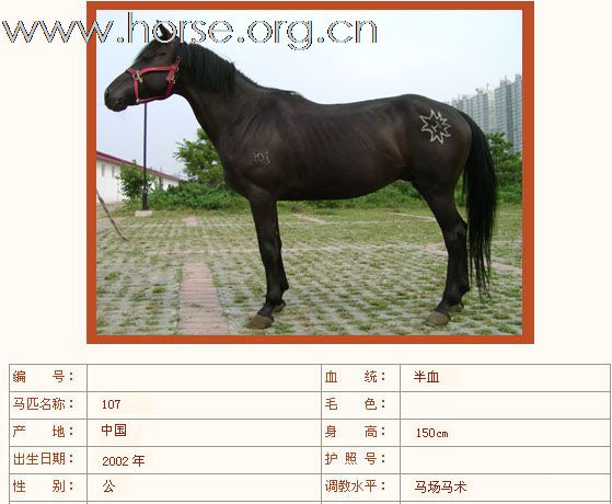 出售公马3匹