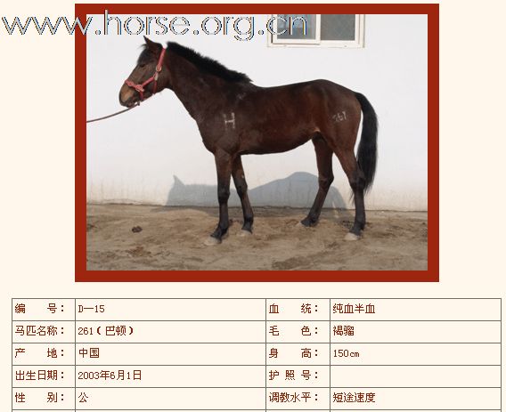 出售公马3匹
