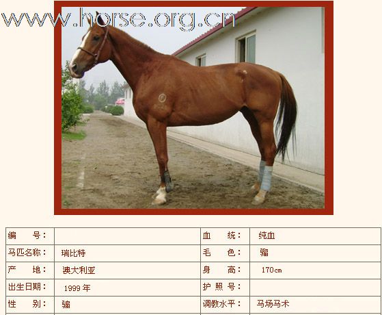 出售纯血马若干