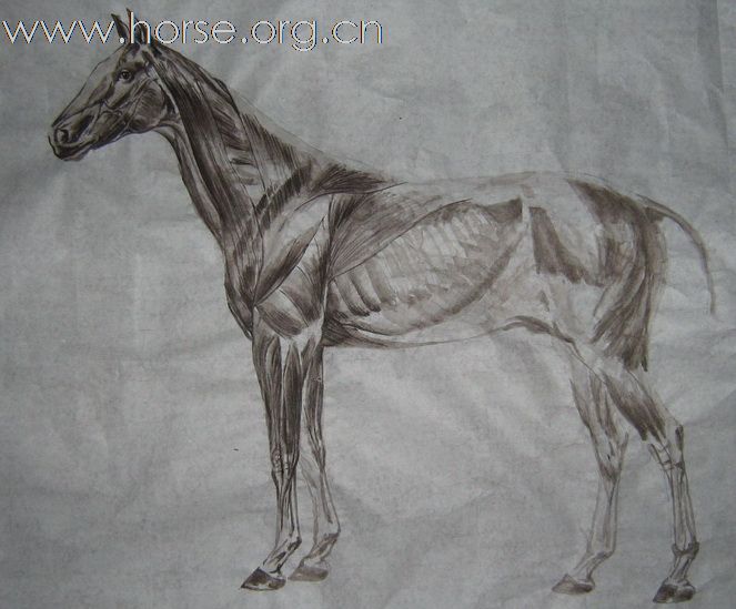 [原创]俺为画马还复习了马的骨骼和肌肉
