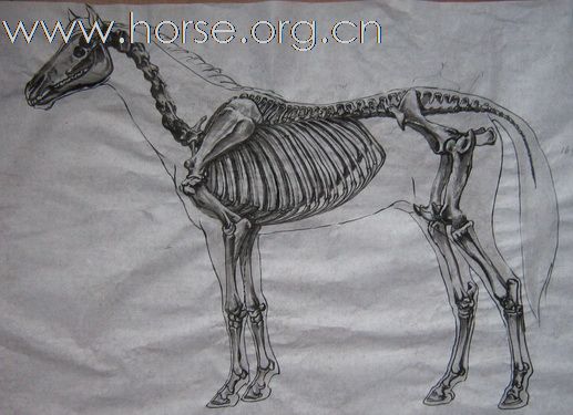 [原创]俺为画马还复习了马的骨骼和肌肉