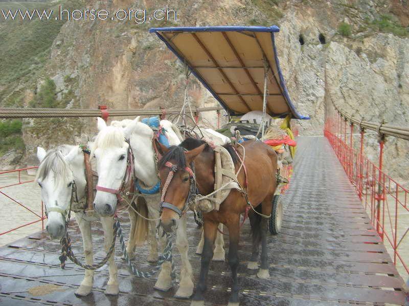 热烈祝贺“走马中国”迎奥运活动圆满成功！