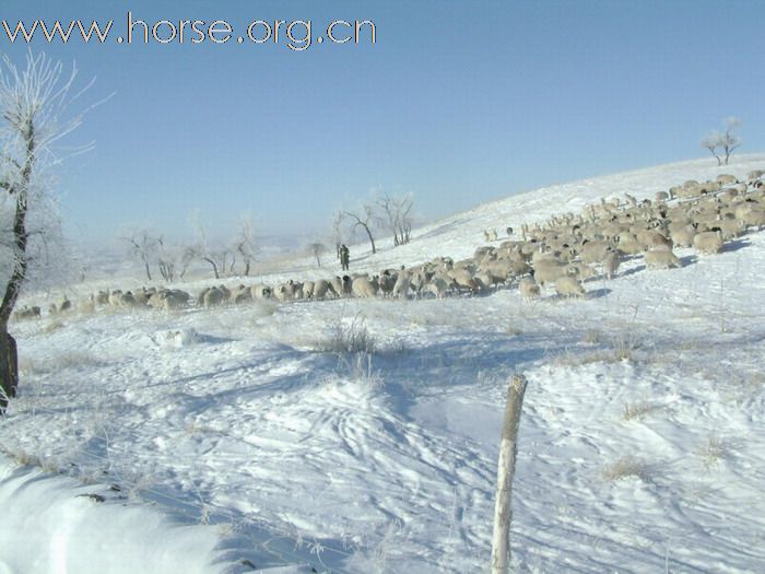 [原创]零下30度雪原牧马，见识中国的西部牛仔