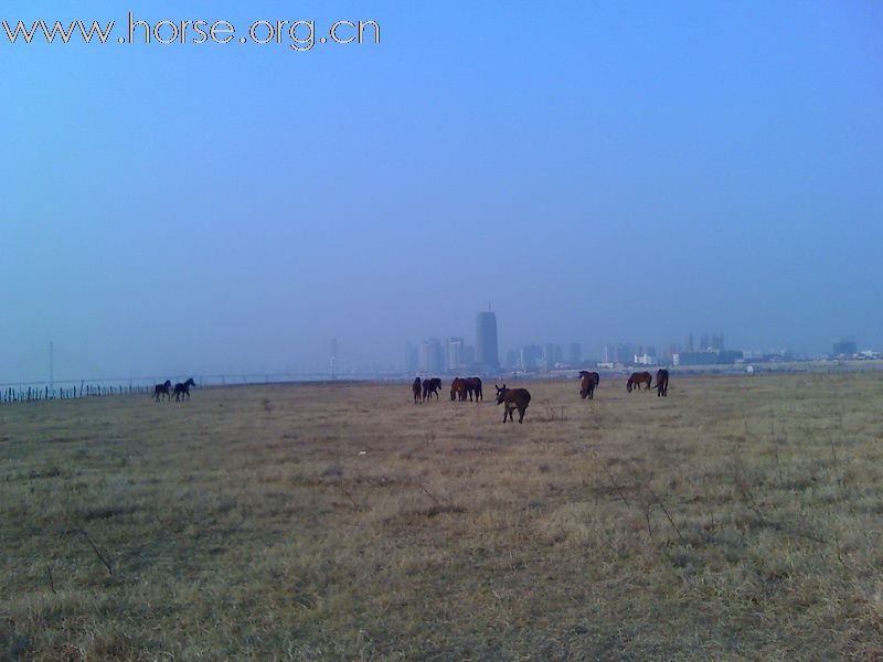 1月10日，再次踏上扬子洲的土地，马儿欢跑，景色依旧。