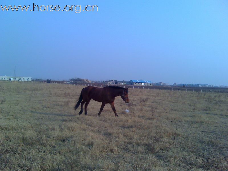 1月10日，再次踏上扬子洲的土地，马儿欢跑，景色依旧。