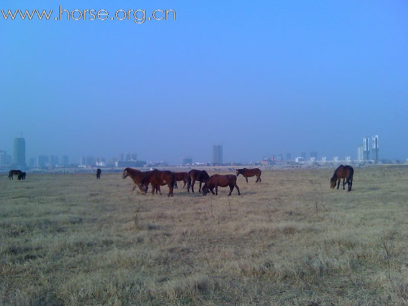 1月10日，再次踏上扬子洲的土地，马儿欢跑，景色依旧。