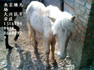 北京常年出售出租（兼收购优质）德保矮马 定做马鞍马车
