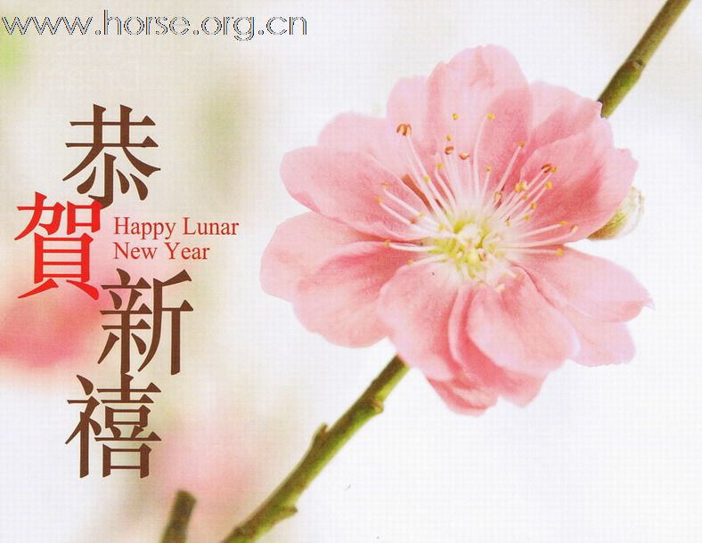 祝全国马友新年快乐，骑在马上过牛年，越骑越牛。