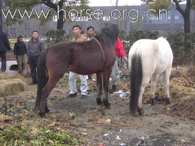 卖半血马，有意者，尽快和我联系，马匹有限