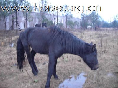 卖半血马，有意者，尽快和我联系，马匹有限