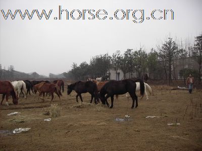 卖半血马，有意者，尽快和我联系，马匹有限