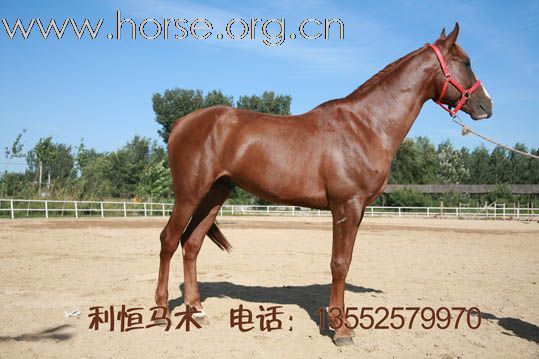 利恒马术俱乐部现有多种进口种公马。销售电话：13552579970