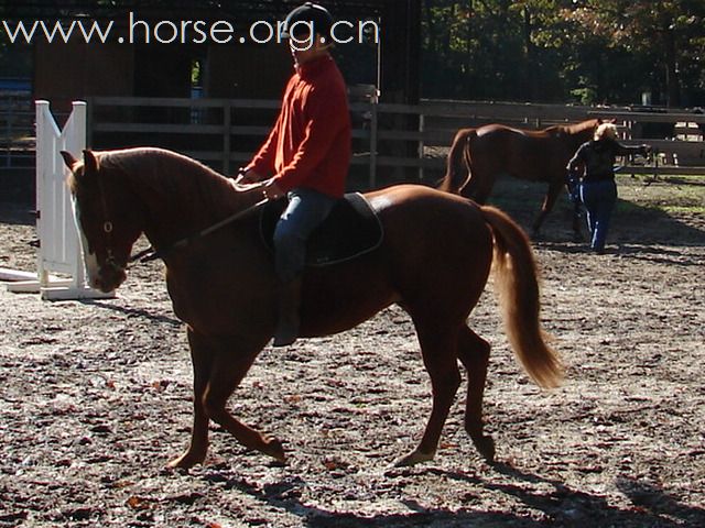 [求助]怎样调教马出正确的领跑腿
