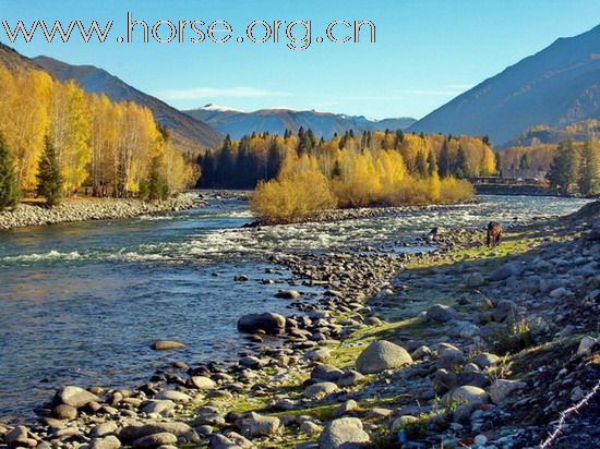 Horseback Exploration in Kanas in Golden Autumn