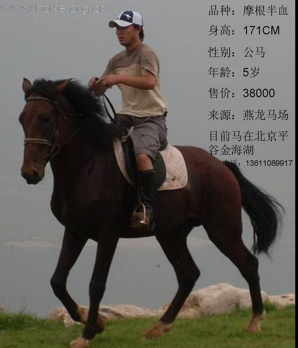 摩根半血马转让