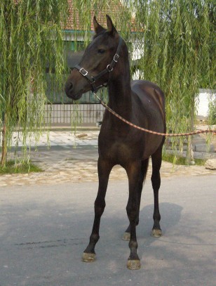 小母马出售
