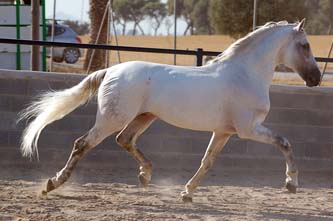 看看这些漂亮的西班牙马，，，漂亮！！！