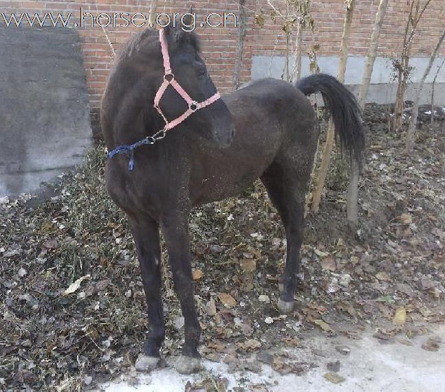 1年半的漂亮小驹子出售