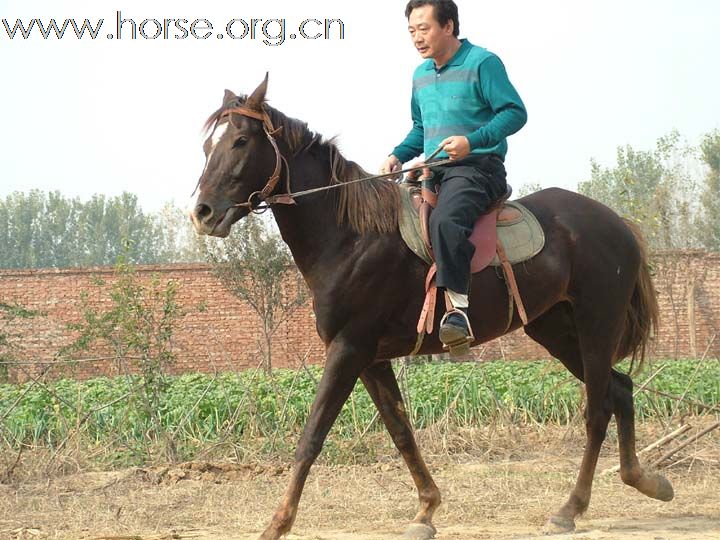 出售良驹