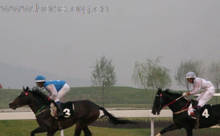 2009年山东马术邀请赛在青岛召开