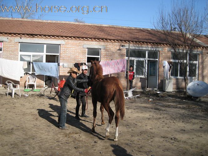 个人的半血马驹，实价转让(补图)