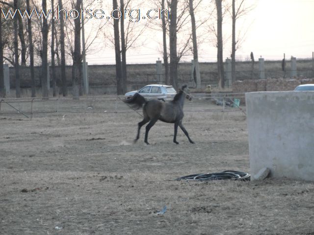 阿拉伯骒马一年半 马主转让(照片上传)