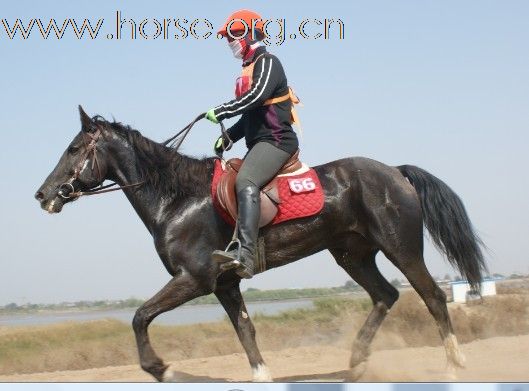 浙江永康黑马骑士庄园俱乐部在南通5公里耐力赛拿了冠军