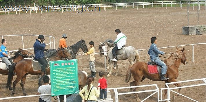 浙江永康黑马骑士庄园俱乐部人气最旺的马场