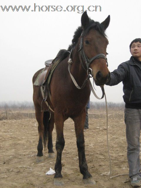 天津出售优秀伊犁半血马数匹