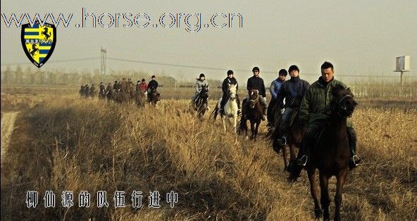 天津出售优秀伊犁半血马数匹