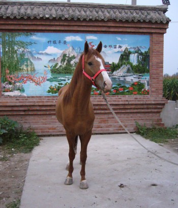 半血公马