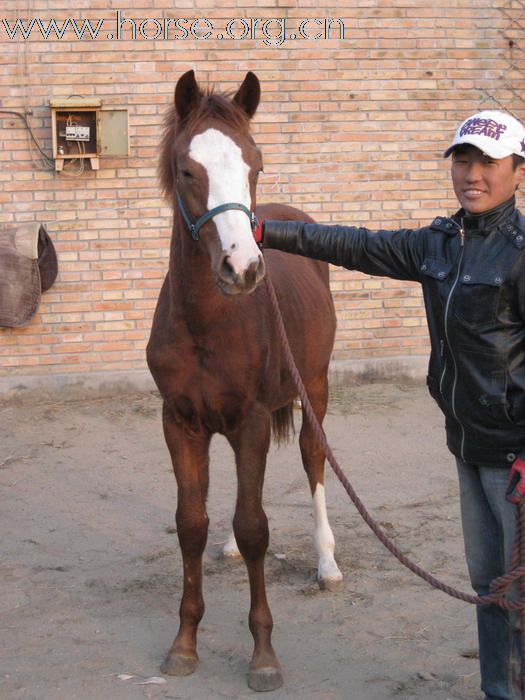 个人的半血马驹，实价转让(补图)