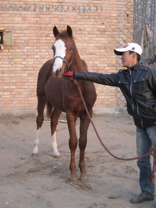 个人的半血马驹，实价转让(补图)