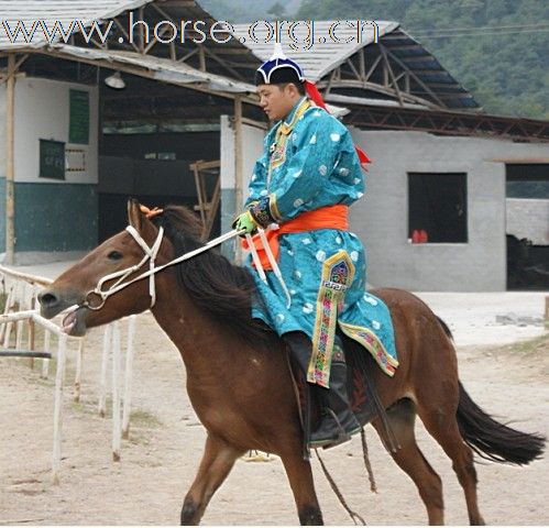 浙江永康黑马骑士庄园俱乐部来了内蒙古人骑马。唱蒙古歌。喝着草原王。