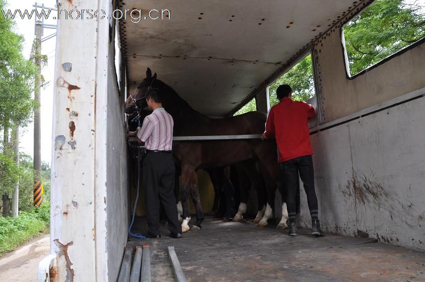 剩下的馬用馬車運到新場