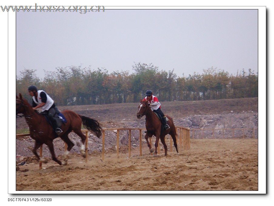 2009年山东马术邀请赛在青岛召开