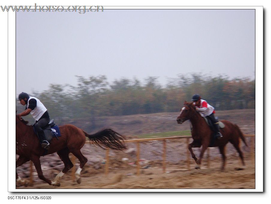 2009年山东马术邀请赛在青岛召开